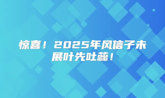 惊喜！2025年风信子未展叶先吐蕊！
